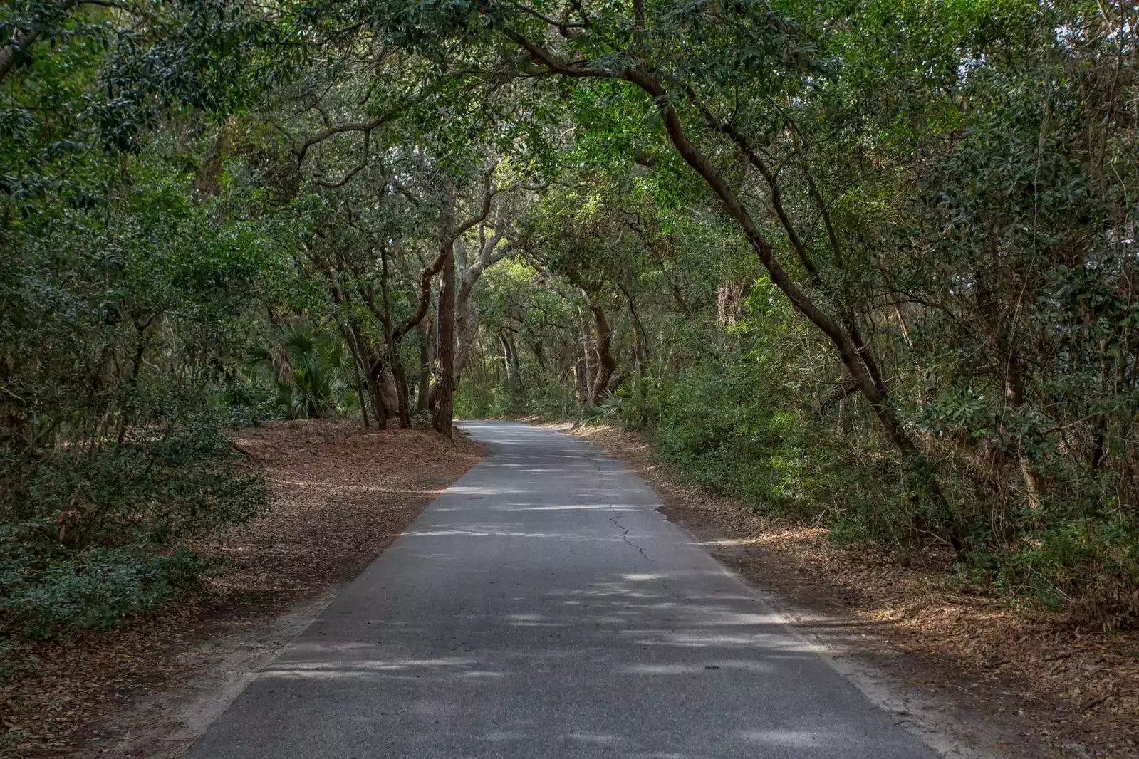 A beautiful shady canapy covers you as you cruise down the streets of BHI. Stroll through the paths at Bald Head Island and enjoy the beautiful nature
