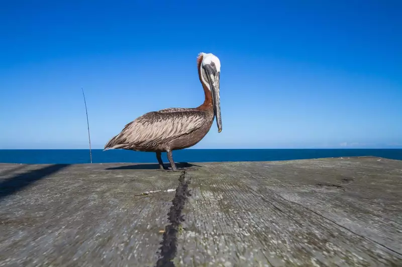 There is plenty of wonderful wildlife you won't want to miss