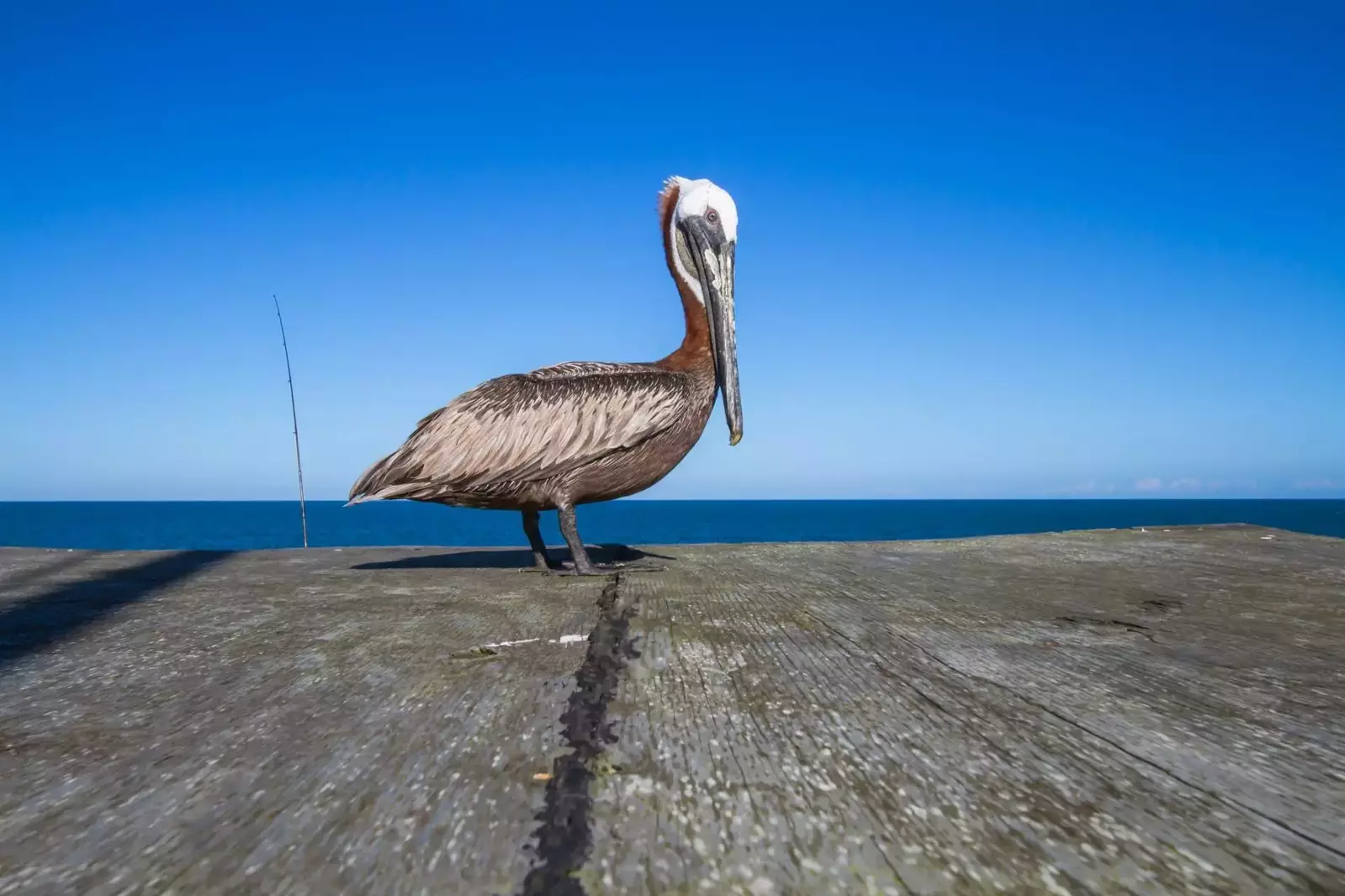 There is plenty of wonderful wildlife you won't want to miss