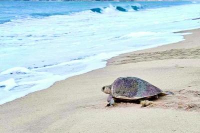 sea turtle on beach