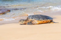 sea turtle on beach