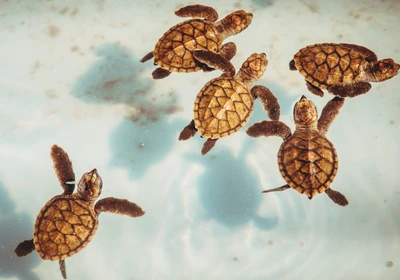 Baby Sea Turtles