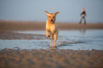 dog on beach