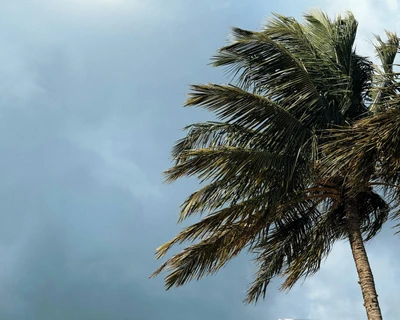 Storm Palm Tree